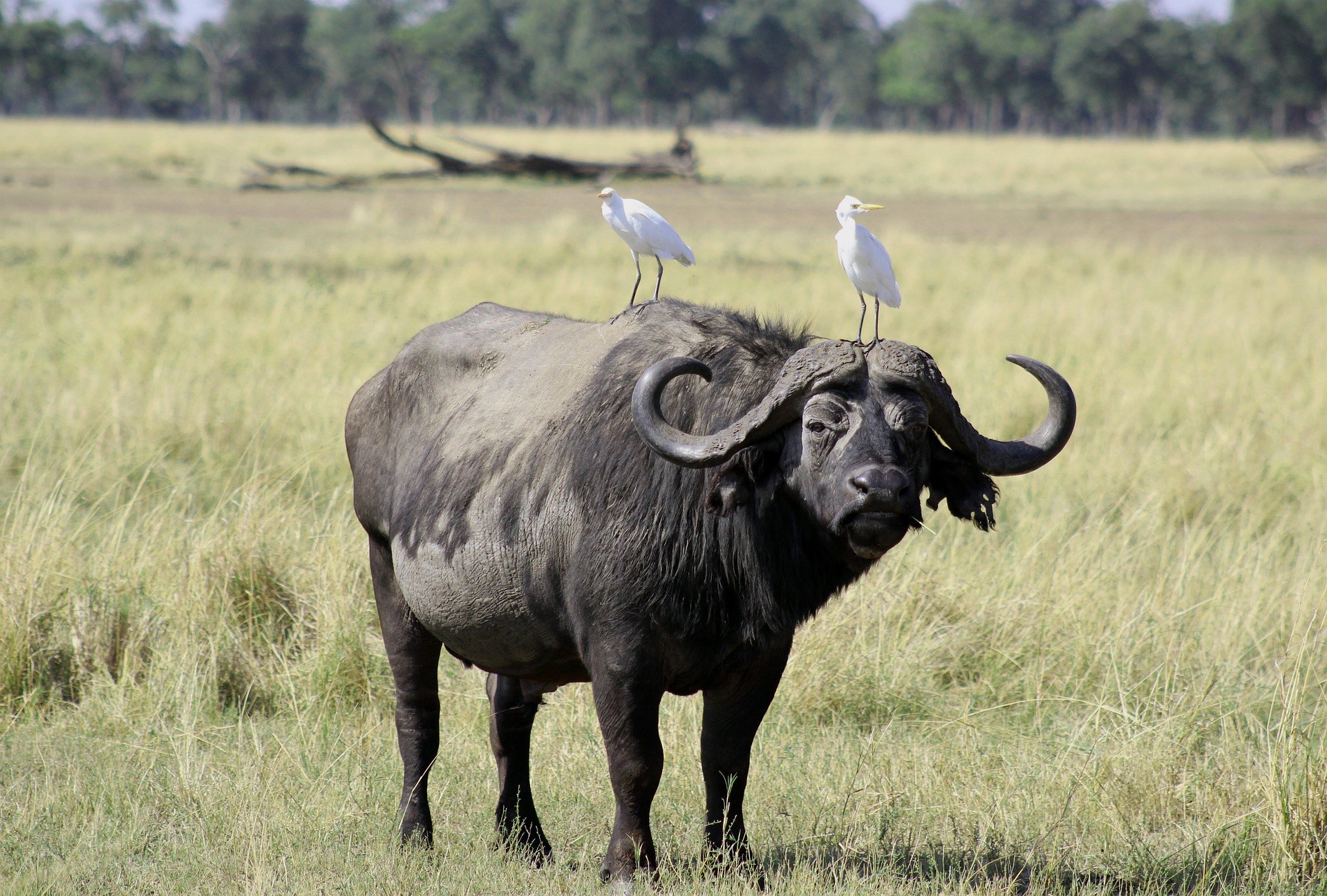 Búfalo-africano na savana