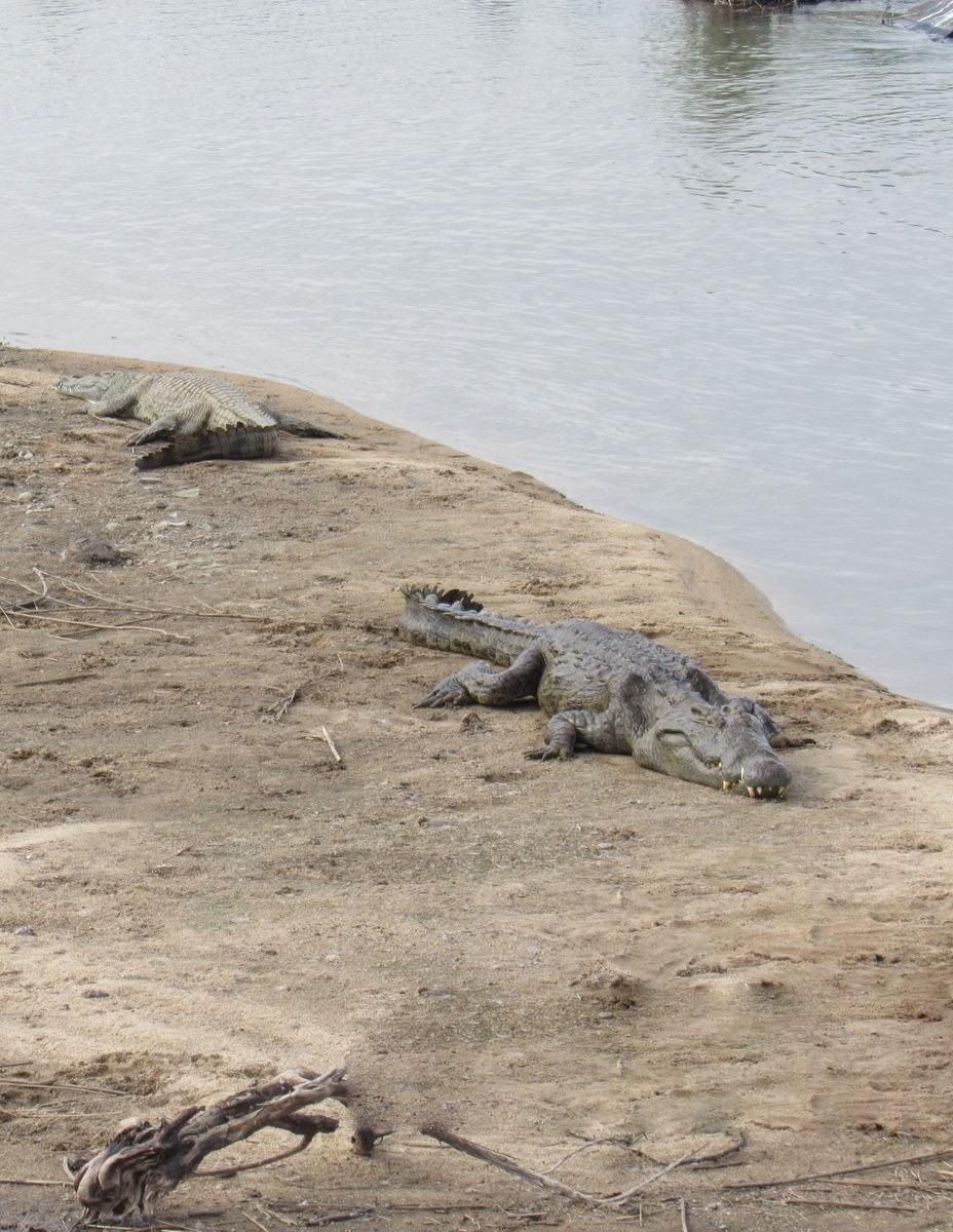 Crocodilo tomando sol na areia
