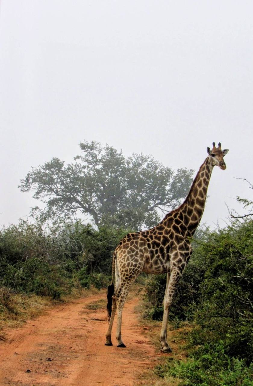Girafa em manhã de neblina