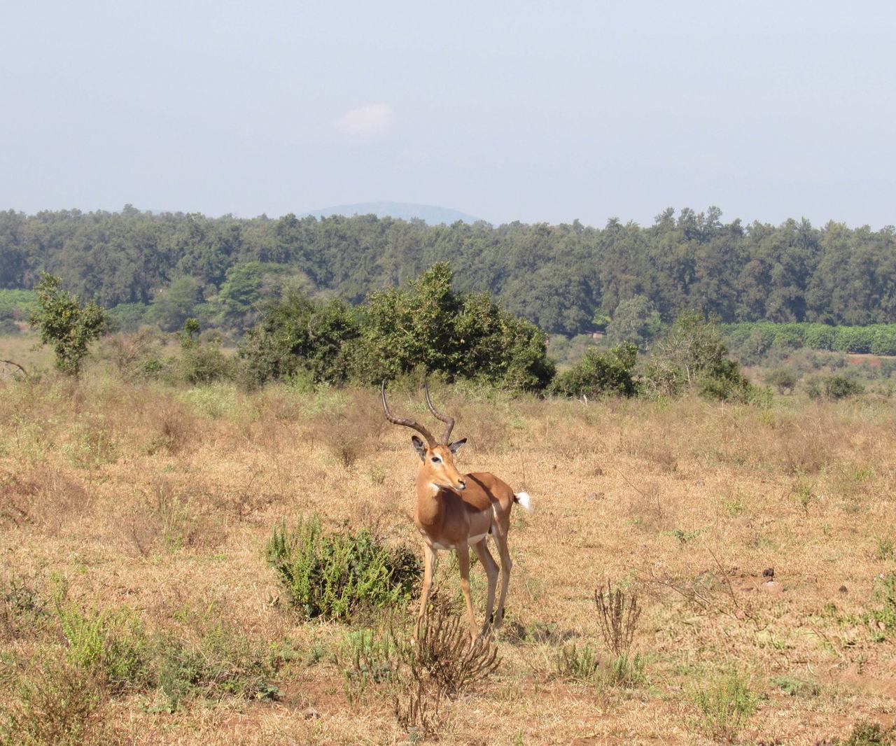 Impala na savana