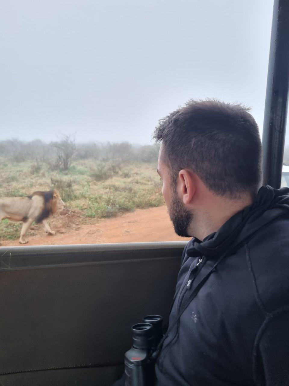 Viajante observando leão de perto no veículo de safári