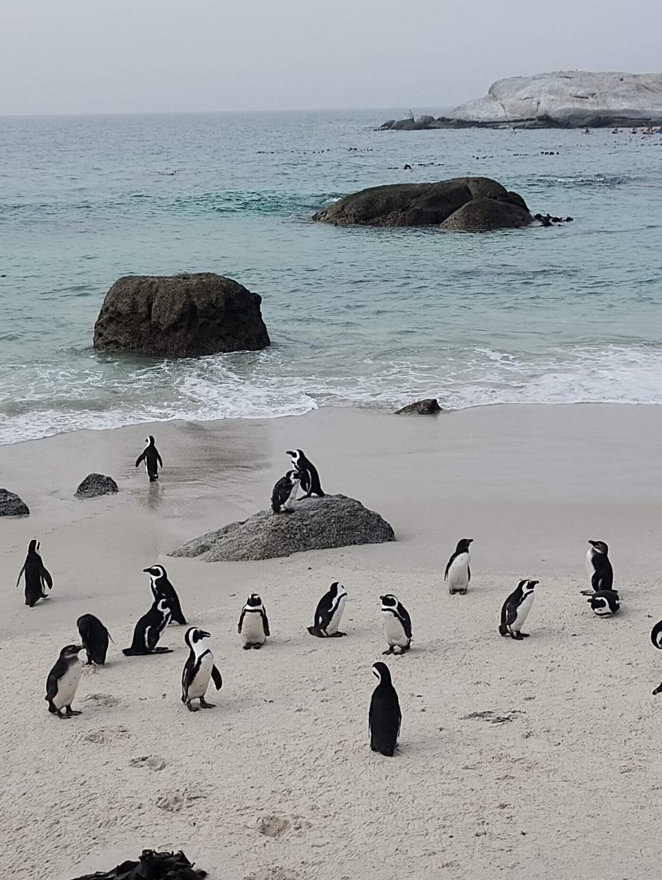 Pinguins em Boulders Beach