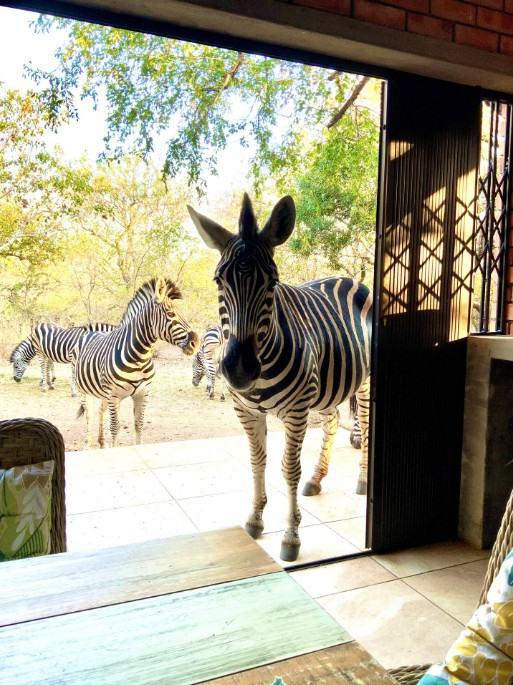 Zebra bem próxima da hospedagem no Kruger